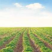 Agricultura más sostenible